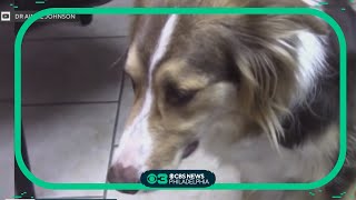 How to stop reverse sneezing in dogs