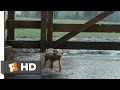 Charlotte's Web (2/10) Movie CLIP - Wilbur Plays in the Mud (2006) HD