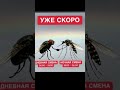 mosquito-комар