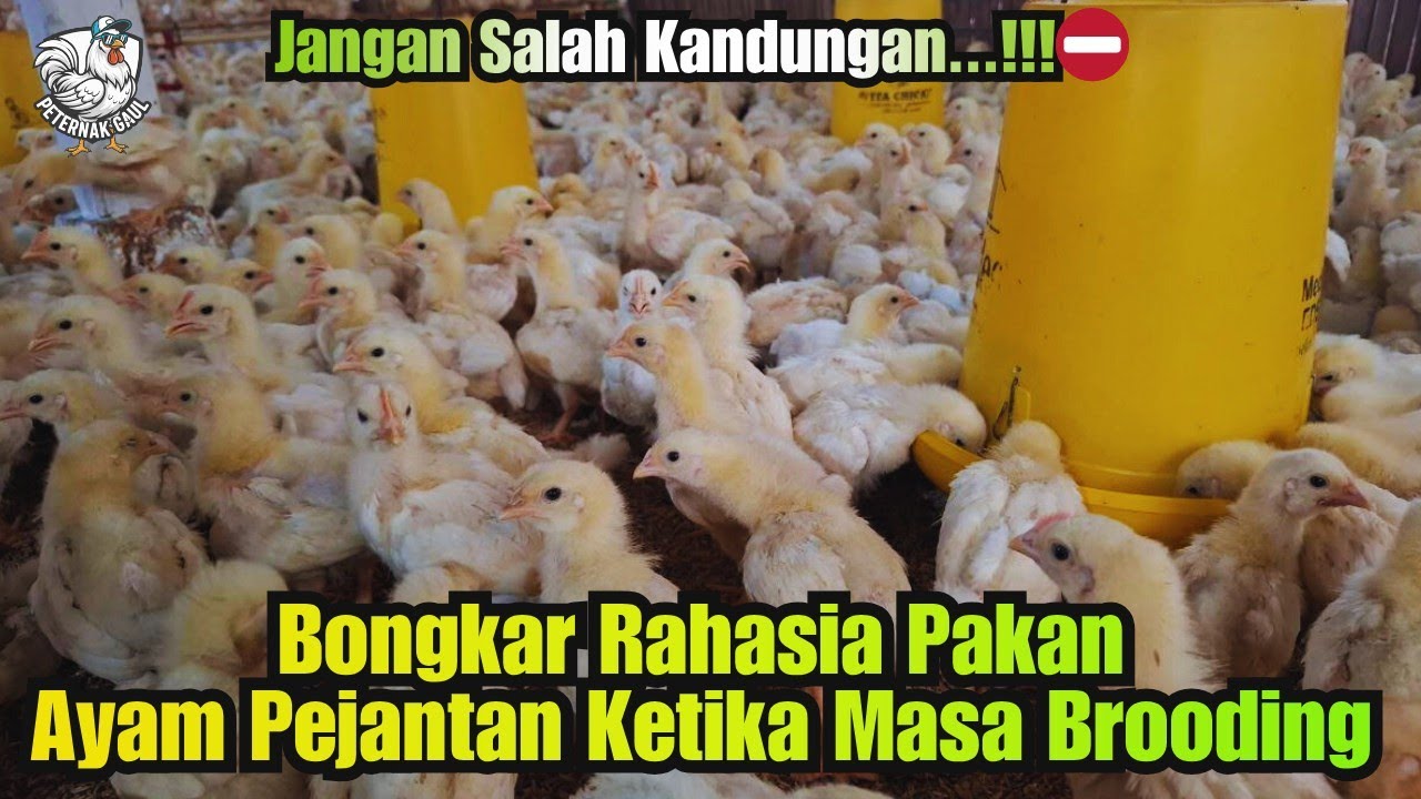 Pakan ANTI GAGAL Brooding Ayam Pejantan: Cepat Bongsor, Otot Kencang!