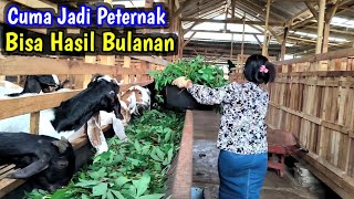 TERBUKTI ‼️ CARA INI BISA MEMBUAT HASIL BREEDING LEBIH BANYAK