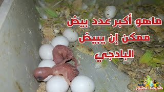 ماهو أكبر عدد بيض ممكن إن يبيضه البادجي | كم بيضة يبيض طائر البادجي