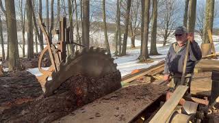 Sawing A Black Cherry For The Yule Log Throwdown