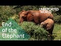 Elephants being killed for their ivory | Unreported World