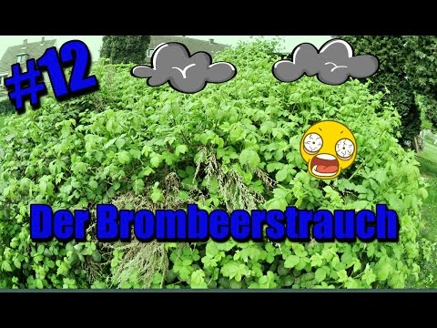 Video: Wie sieht ein Brombeerstrauch aus?