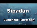 시파단 범프헤드 (Sipadan Bumphead)