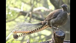 Kicau Burung Lyrebird Pandai tiru Suara Senapan, kera, anjing, kamera, gergaji (Superb Lyrebird)