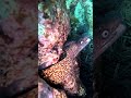 Schriftbarsch und Octopus immer zusammen 🤿👌#freediving #fish #underwaterworld #octopus #underwater