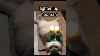 funny cat brings brightness cat meme shorts