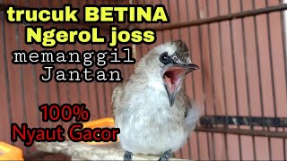 trucuk betina memanggil jantan Ngerol suara jernih di jamin trucukan Lain langsung respon gacor!!