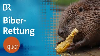 Streit um Biber-Auffangstation in Fürstenfeldbruck