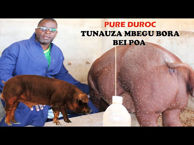 UFUGAJI BORA WA NGURUWE  |Nguruwe aina ya Duroc Anauzwa| class=