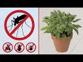 11 Plants That Repel Mosquitoes and Other Insects