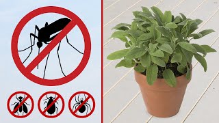 11 Plants That Repel Mosquitoes and Other Insects