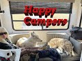 2 Wolfdogs &amp; Husky Go On Camping Trip In Park County Colorado - This Is What We Saw