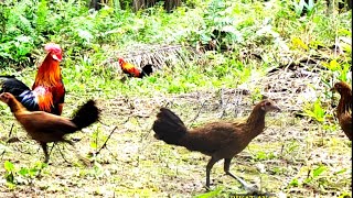 Waauoww.. SATU ROMBONGAN KAWANAN AYAM HUTAN DATANG MENDEKAT