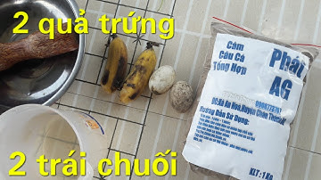 HƯỚNG DẪN LÀM MỒI CÂU CÁ TRA ĐƠN GIẢN HIỆU QUẢ