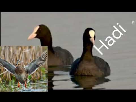 لعيون الصياده نغمه دجاج مي 