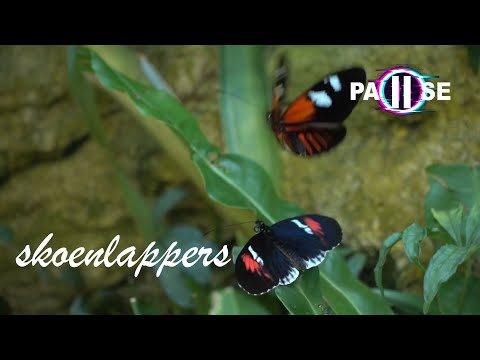 Video: Skoenlappers