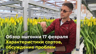 Обзор сортов тюльпанов и обсуждение проблем | 17 февраля