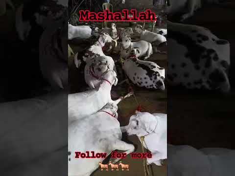 Bakra Eid mashallah..... #maharashtra #youtubeshorts #viral #nashik #mumbai #india #eidmubarak