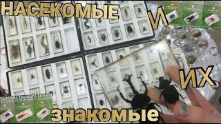 Коллекция насекомых в стекле. Насекомые и их знакомые