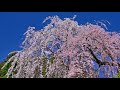 しあわせについて/さだまさし  身延山・久遠寺