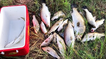 Câu Lure Cá Chẽm Đầm Díp Một Đường Một Con | Crazy Barramundi Fishing Frenzy