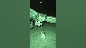 Terrifying Moment an Owl Tries to Snatch a Kitten! #cat #animals #funny