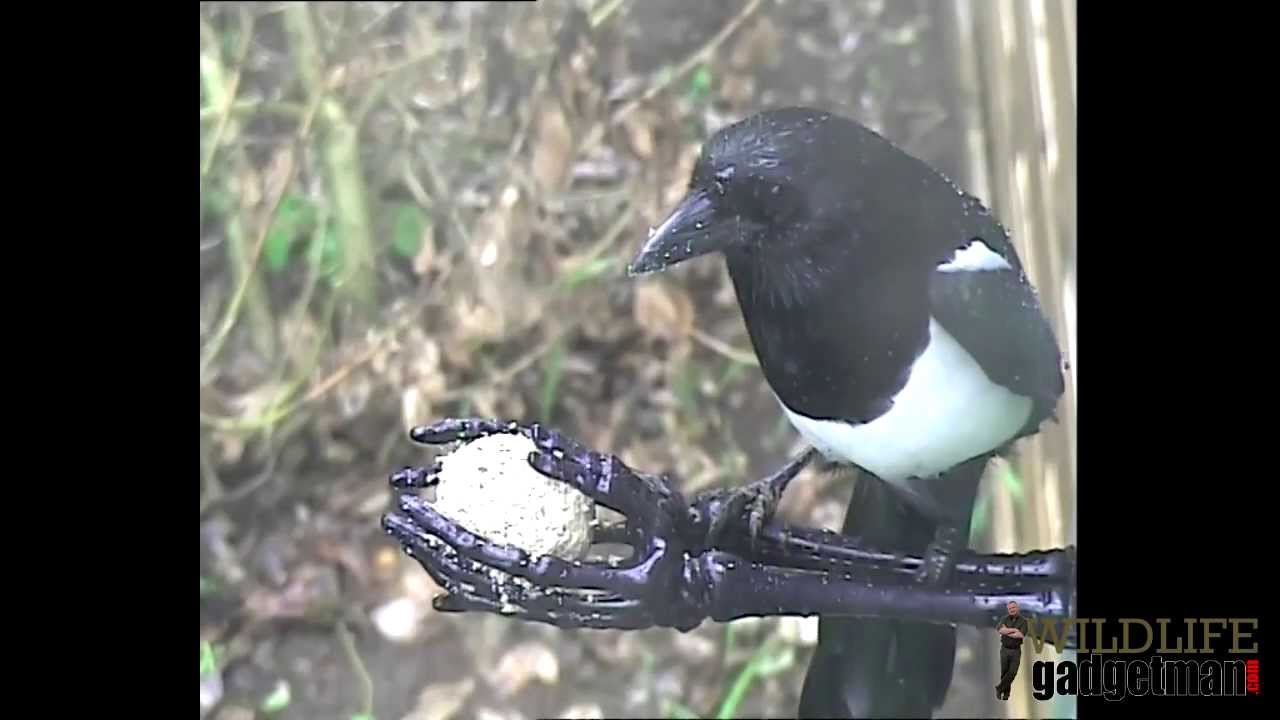 camera iphone 8 plus apk Wildlife Gadget Man Spooky Fat Ball Feeder