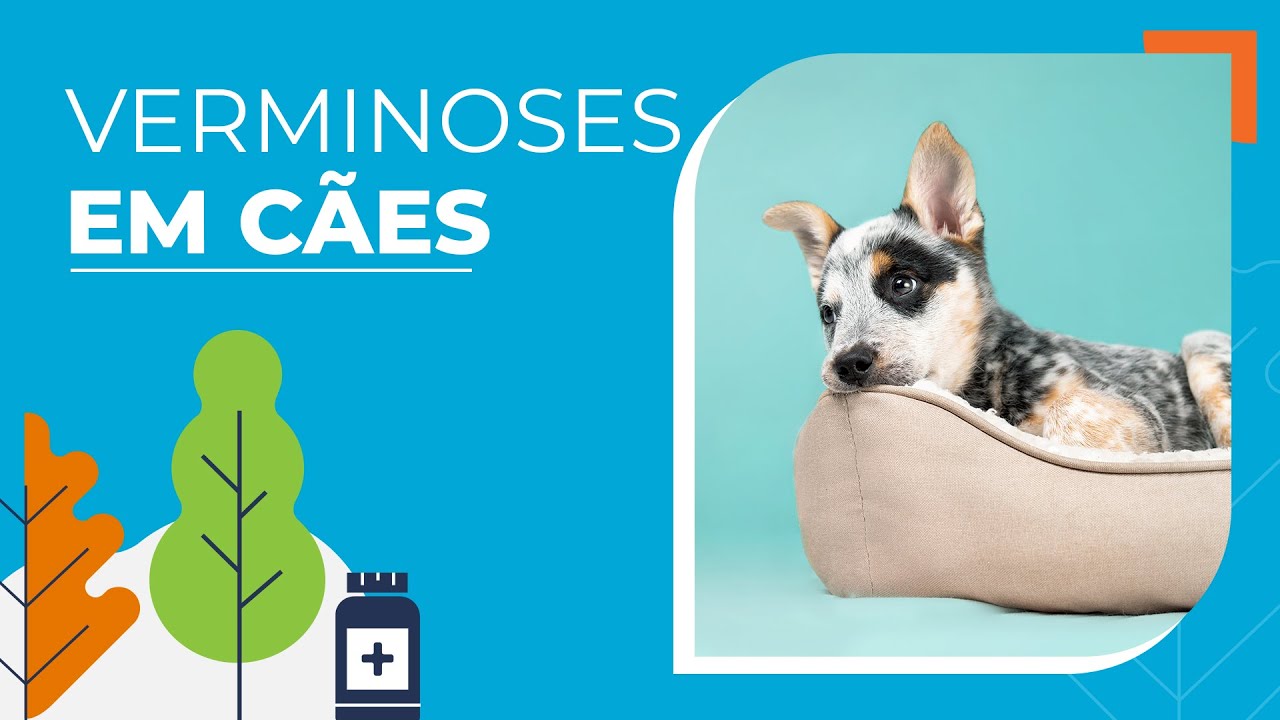 Como tratar verme em cachorro? - YouTube