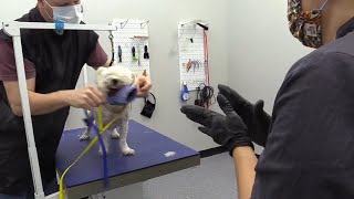 Grooming A Super Mean Maltipoo