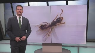 Invasive biting ants in Springfield