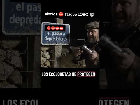 Norte Portugal 🇵🇹 y Galicia prueban medida anti-LOBOS #ganadero #lobo #rebaño #ovejas