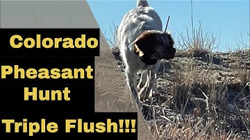 Pheasant Hunt 2 7 2021