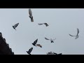 #Pigeons.Танцы Арм.бойных голубей в тумане!