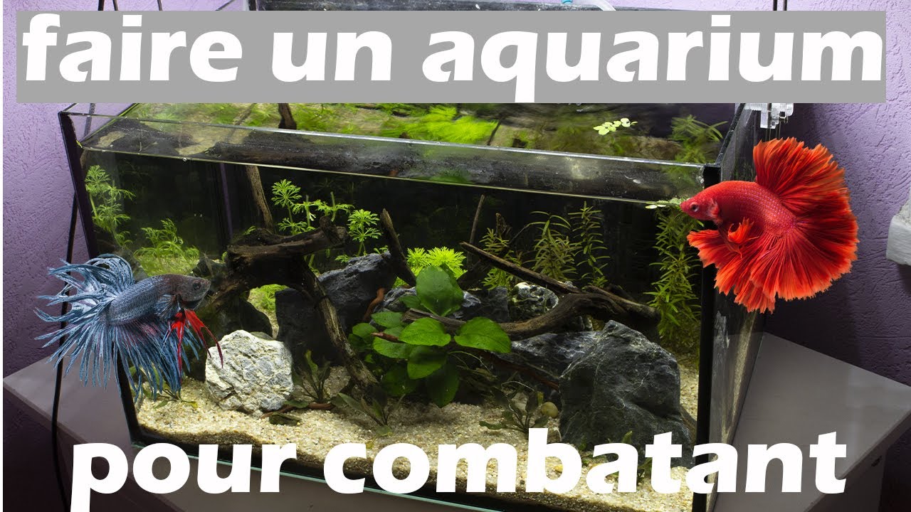 Le Combattant : comment créer l'aquarium idéal pour votre Betta - Fiches  conseils Aquariophilie -  - Aquariophilie