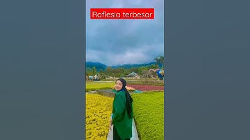Viral raflesia terbaik Wisata Purwokerto Viral #video #banyumas #viral #viralvideo #wisata