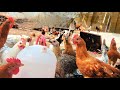 Desi Poultry Summer Management