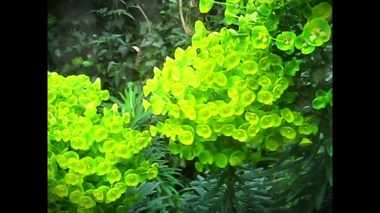 The Garden - The Infinity Chamber