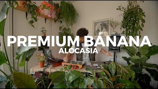 Alocasia TV Barcelona - Premium Banana [Live Set] #electro #dub #dembow