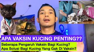 VAKSIN KUCING APA PENTING? seberapa penting Vaksin untuk Kucing? Kucing yang di vaksin akan sehat?