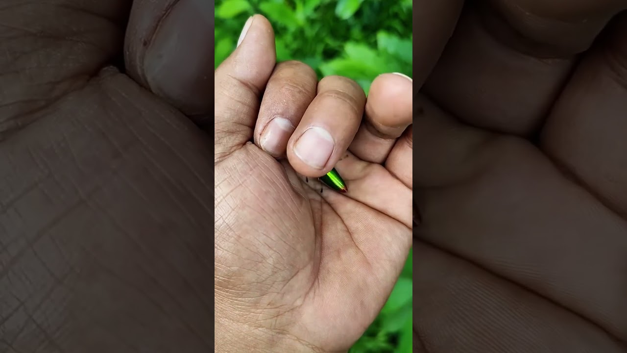 Это маленький блестящий жук-златка, часть 2 😀😂 