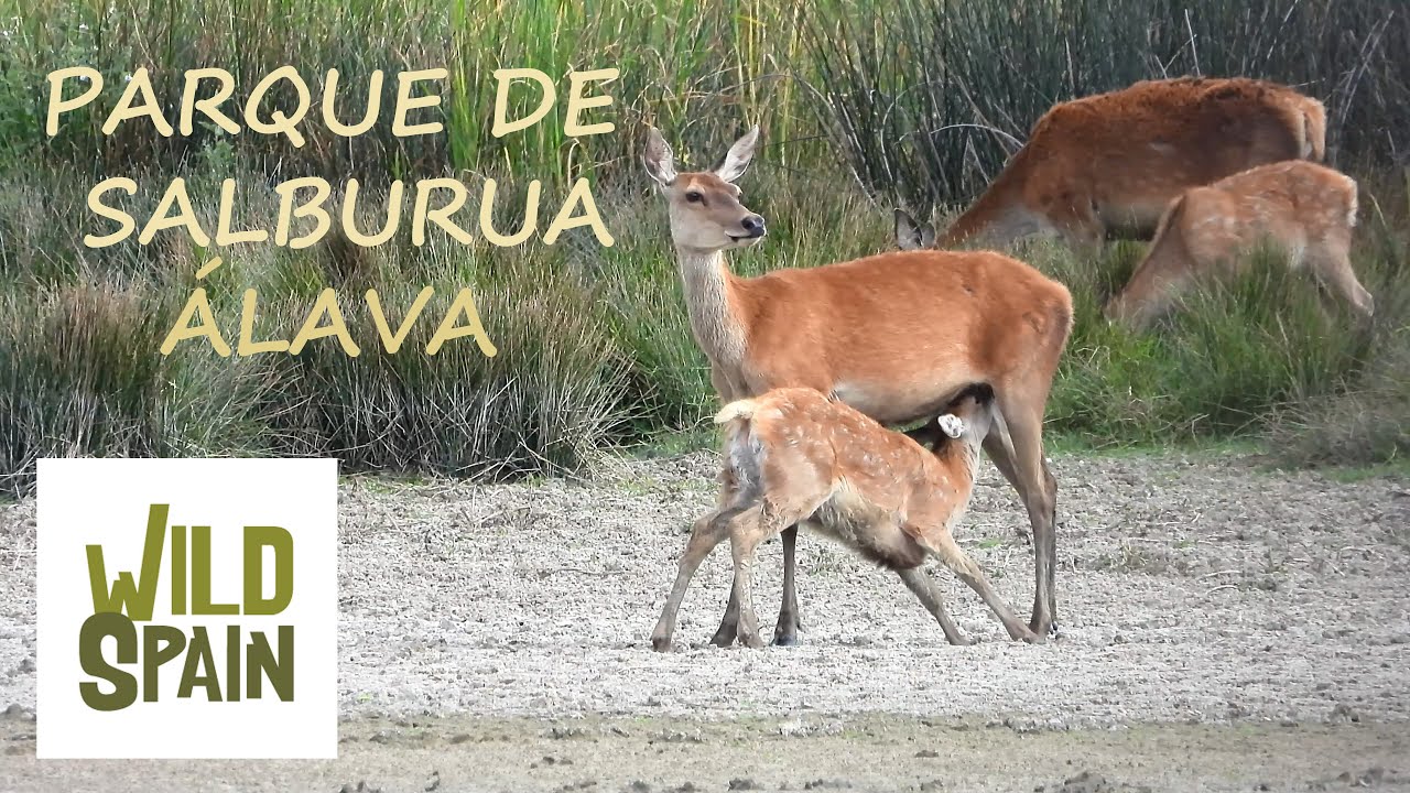 Wild Spain - Capítulo 42 - Parque de Salburua, Álava.