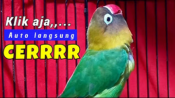 Suara Burung Lovebird, Lovebird Ngekek Panjang Gacor Ini Memicu Lb Konslet