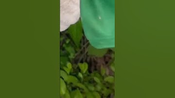 bắt rắn nước khủng #shorts