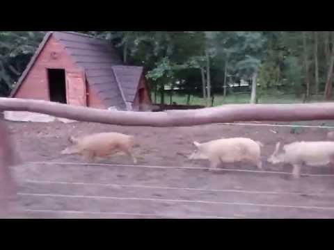 Video: Chov prasat na dvorku – Jak chovat prasata na dvorku