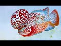 Marveling at the top 8 flowerhorn fish in the world