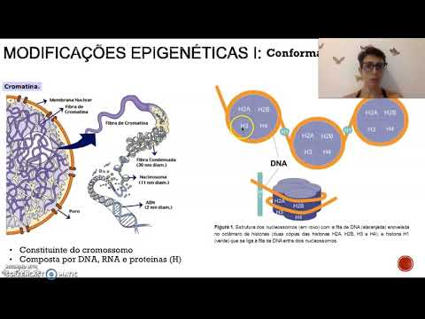 Video: Eredità Transgenerazionale Epigenetica Dei Trascrittomi Somatici E Delle Regioni Di Controllo Epigenetico