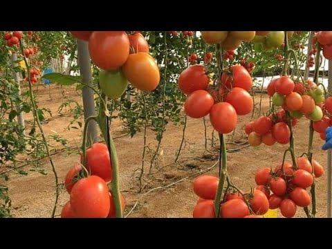 Vidéo: Comment Faire De L'adjika à Partir De Tomates